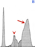 fipv serum graph