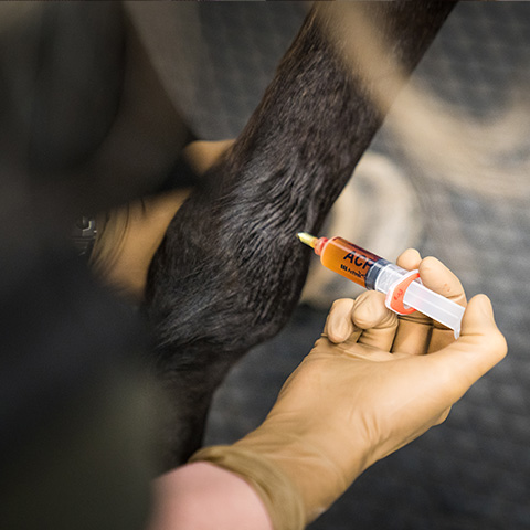 Platelet rich plasma injected in to a horses joint. 