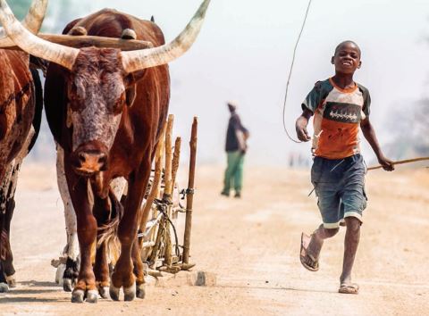 Boy herding oxen 