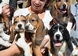 Four puppies born via in vitro fertilization