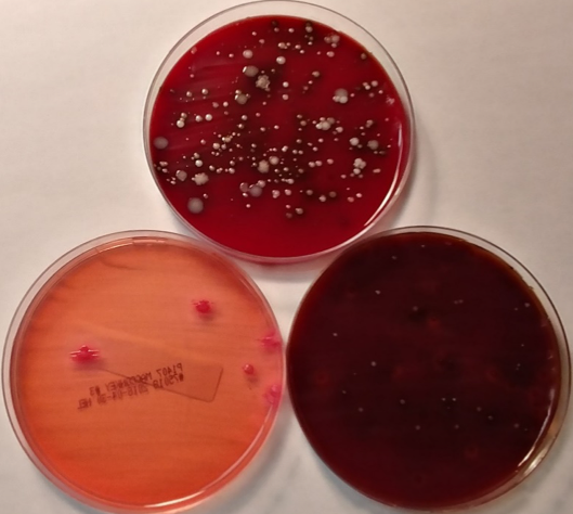 Laboratory testing