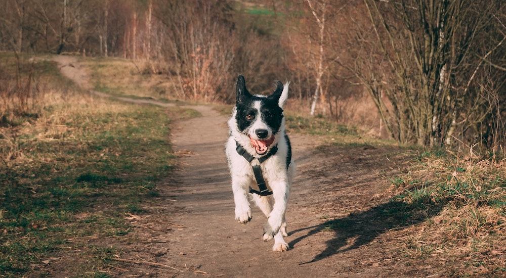 Stock photo of a black and white border collie running towards the camera on a dirt path