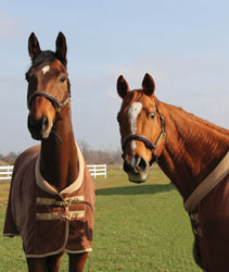 Reggie - 22-year-old Thoroughbred Gelding