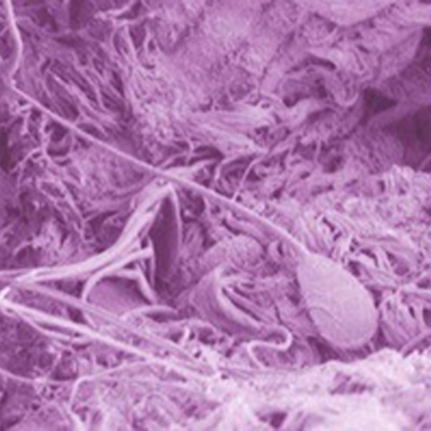 Microscopic view of sperm