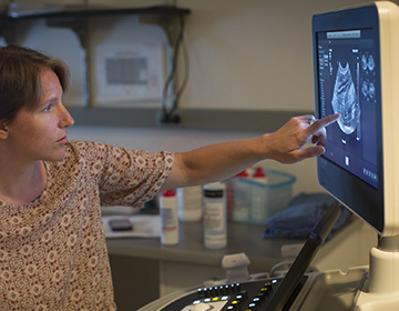 woman going over an ultrasound