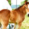 New foals at the Institute