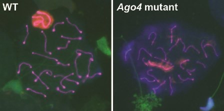 rna