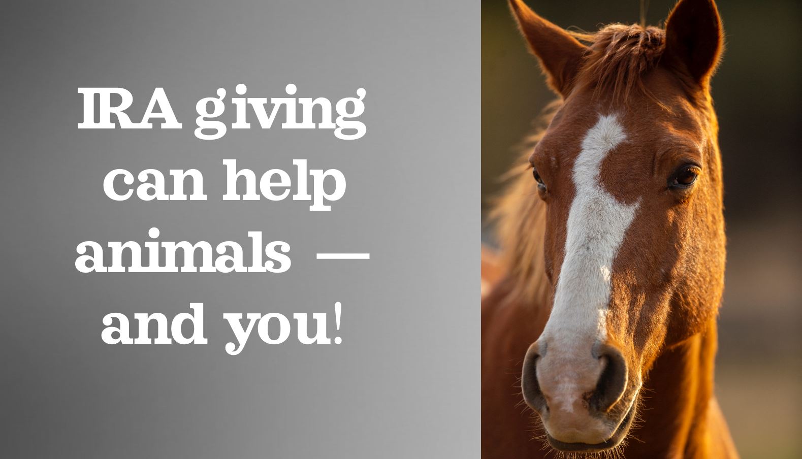  IRA giving can help animals and you! 