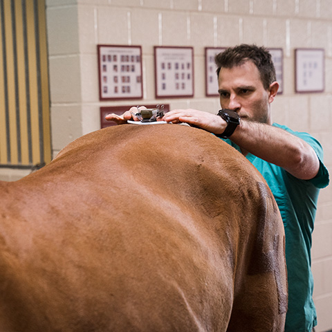 lameness locator pelvis sensor is placed on a horse