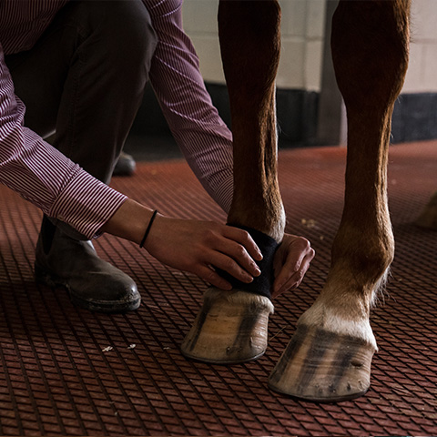 Lameness locator sensor is placed on the right front pastern. 