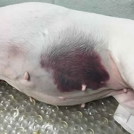 Severe SQ bleeding in a dog