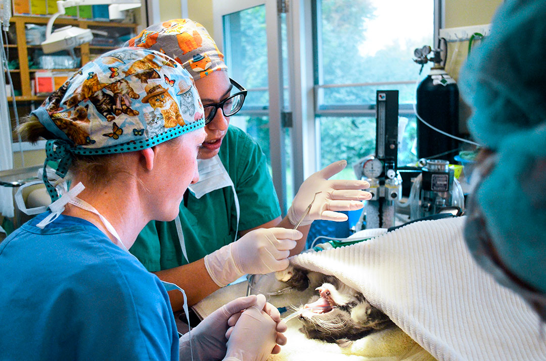 Shelter medicine intern explaining a feline dental procedure