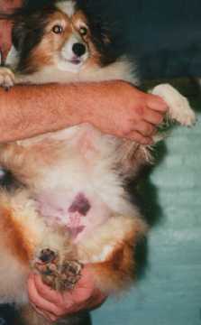 how common is hemophilia in dogs