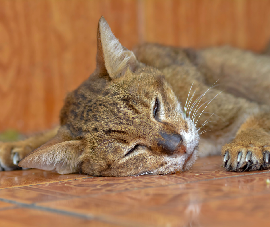 sick looking cat sleeping