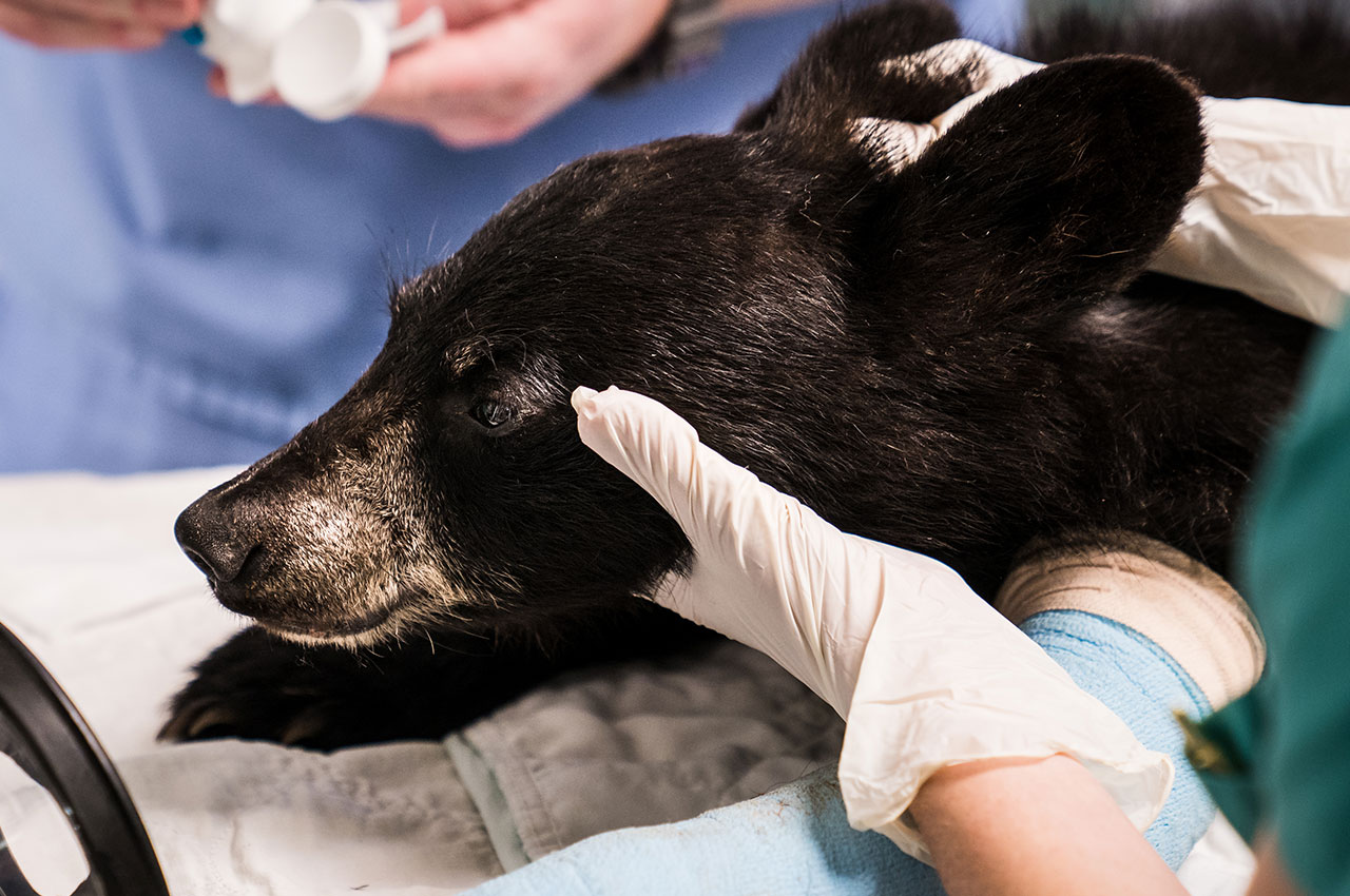 A bear cub is examined at the wildlife hospital