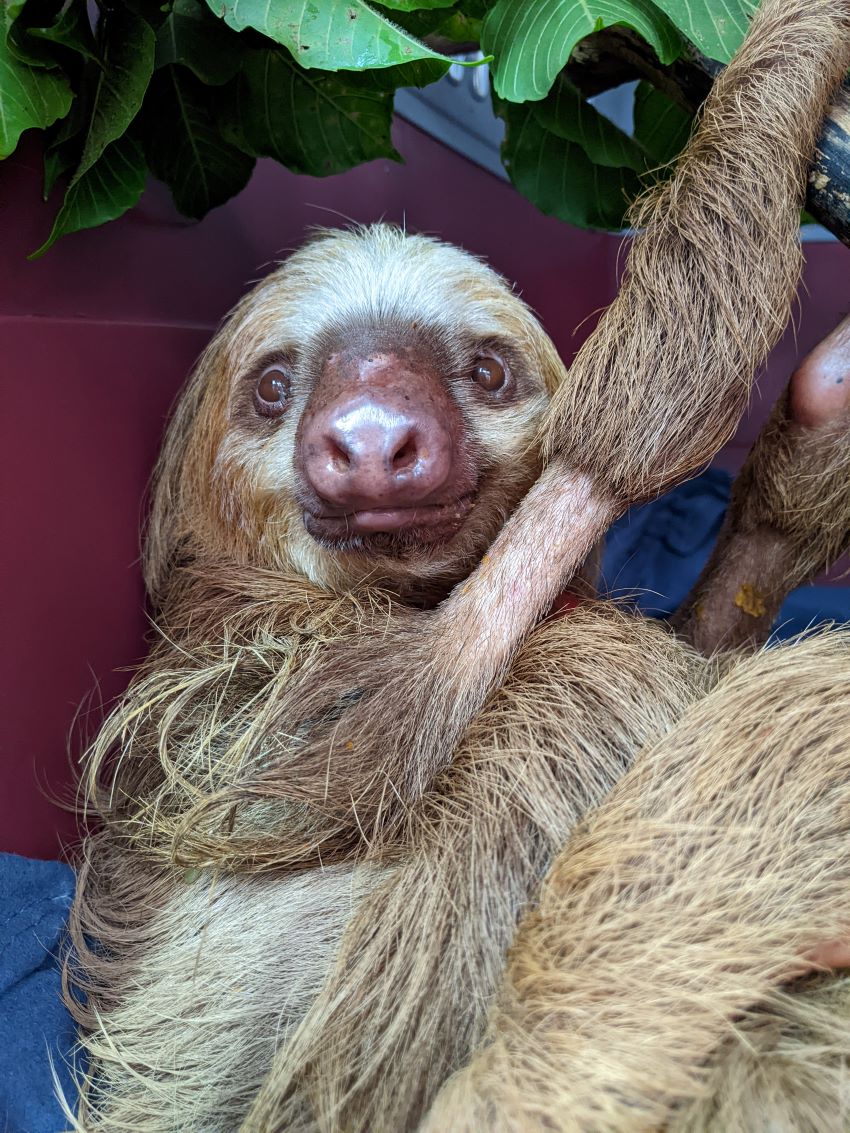 sloth