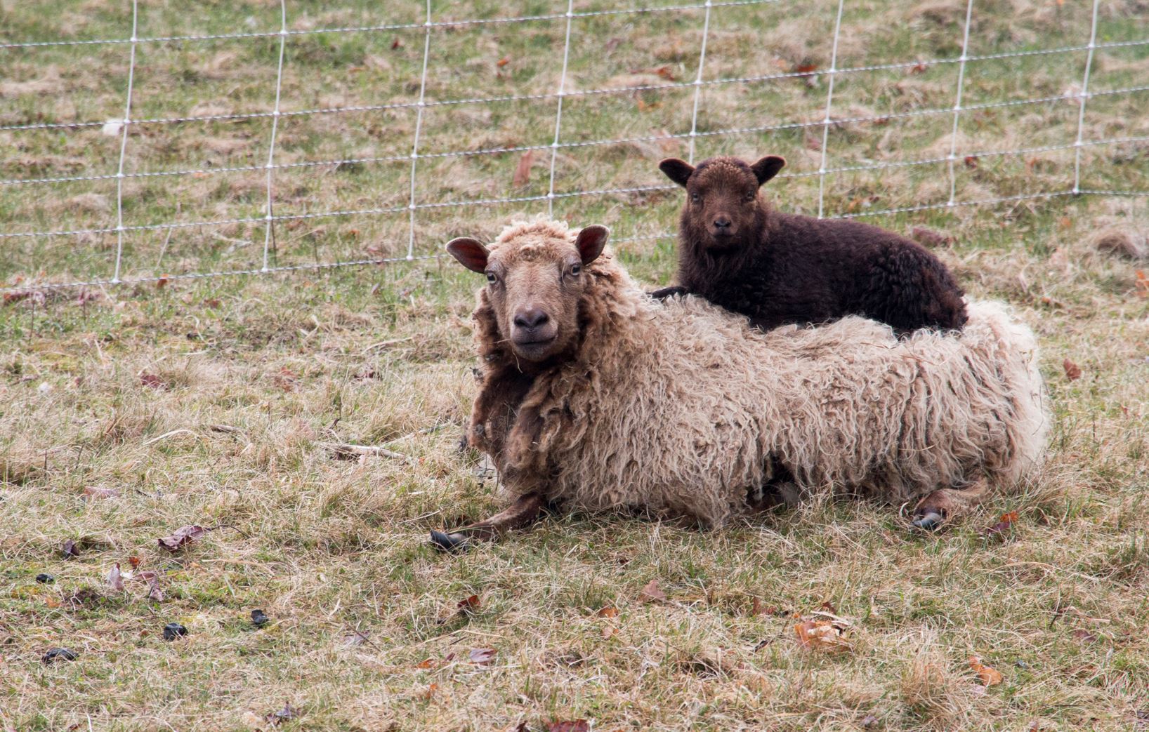 Ewe and lamb