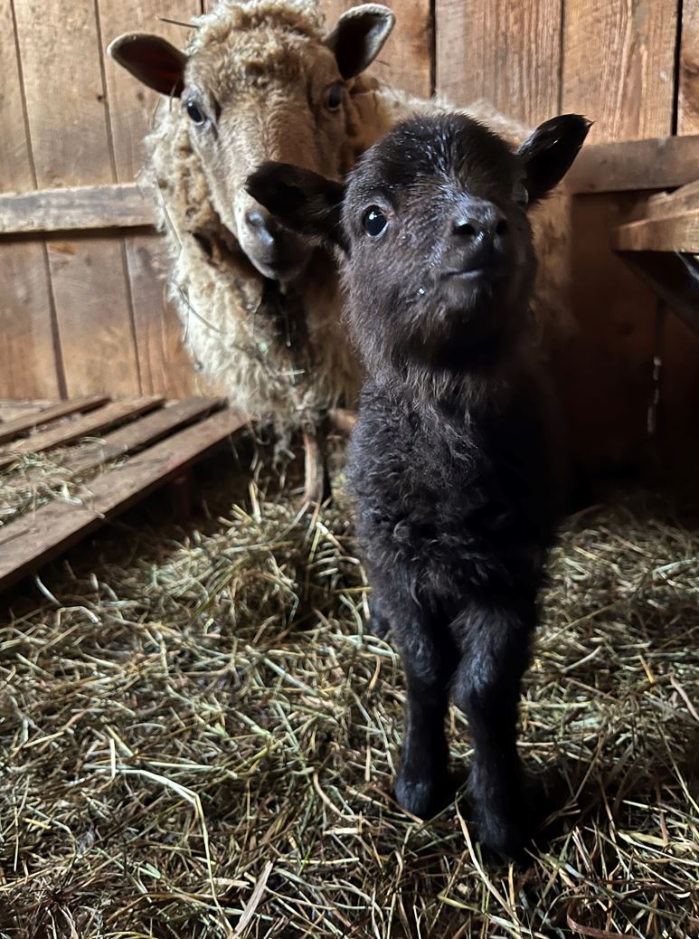 Sheep and lamb