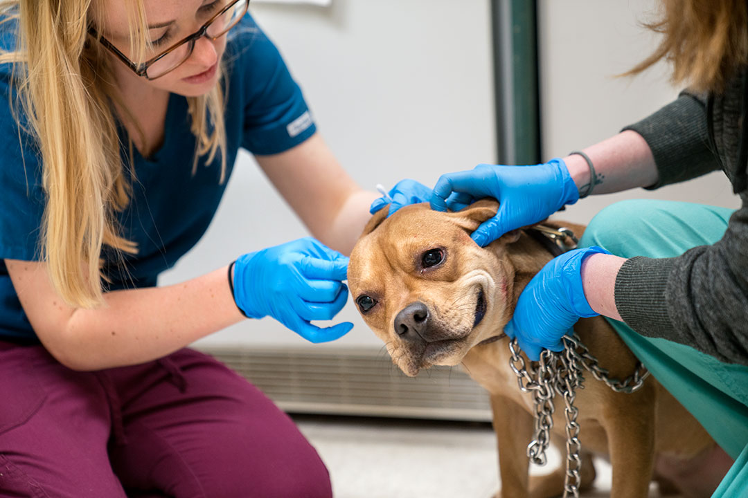 Shelter staff and Cornell veterinarians at the SPCA of Tompkins County working with a patient.