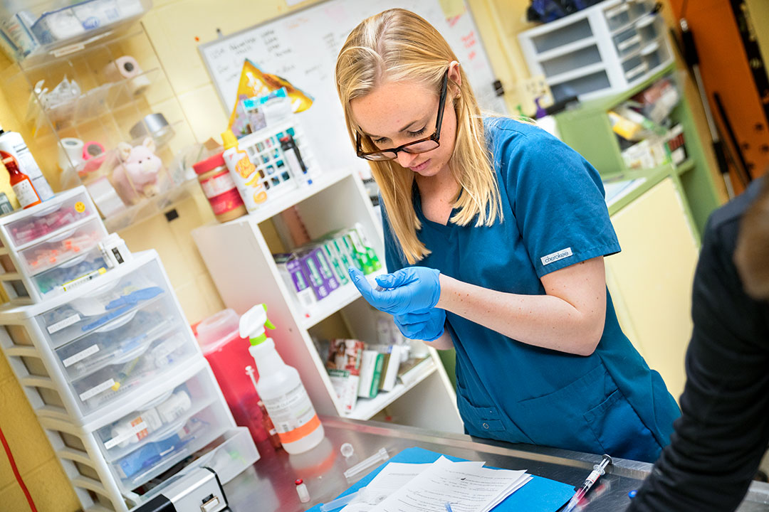 A member of the SPCA of Tompkins County at work.