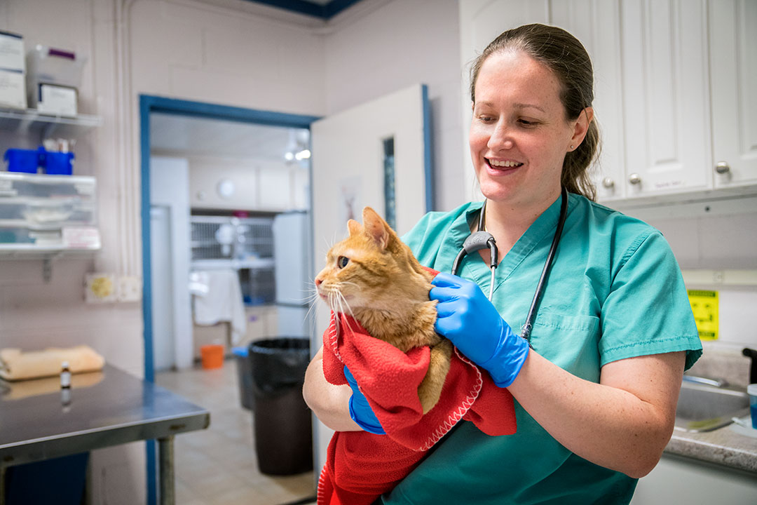 Cornell veterinarian at the SPCA with a cat