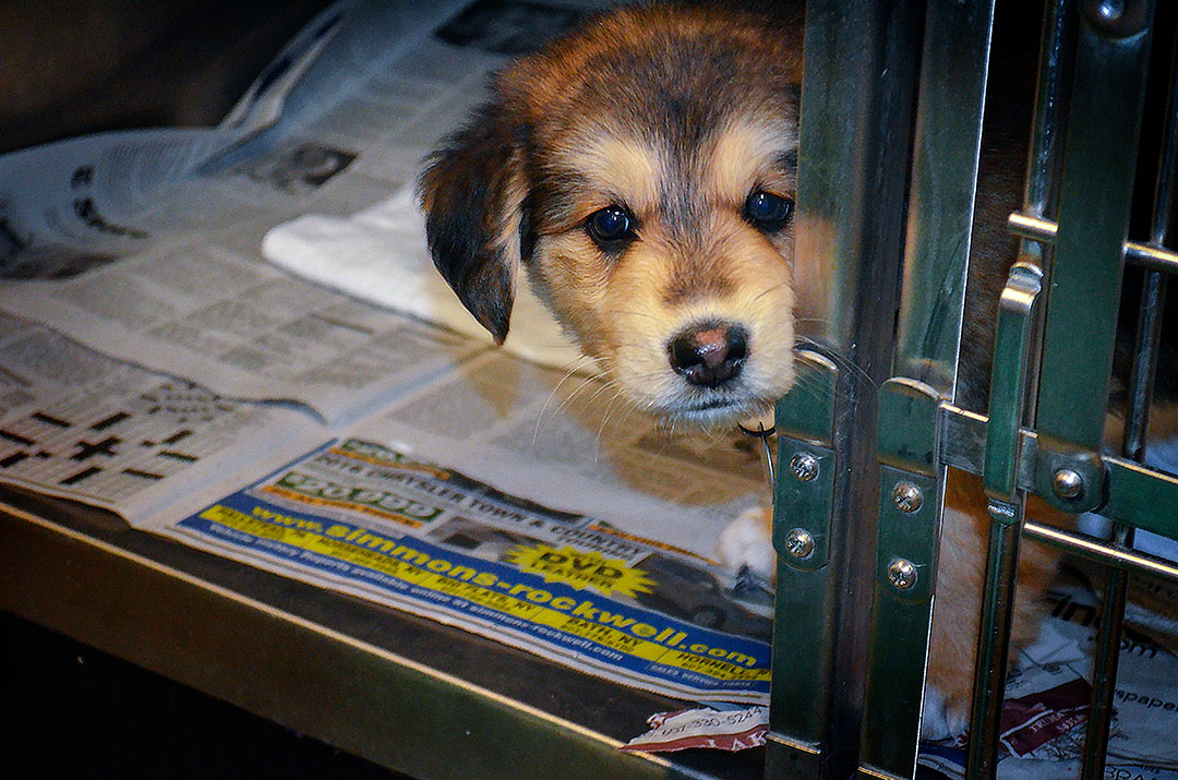 A shepherd puppy looks out from a cage door