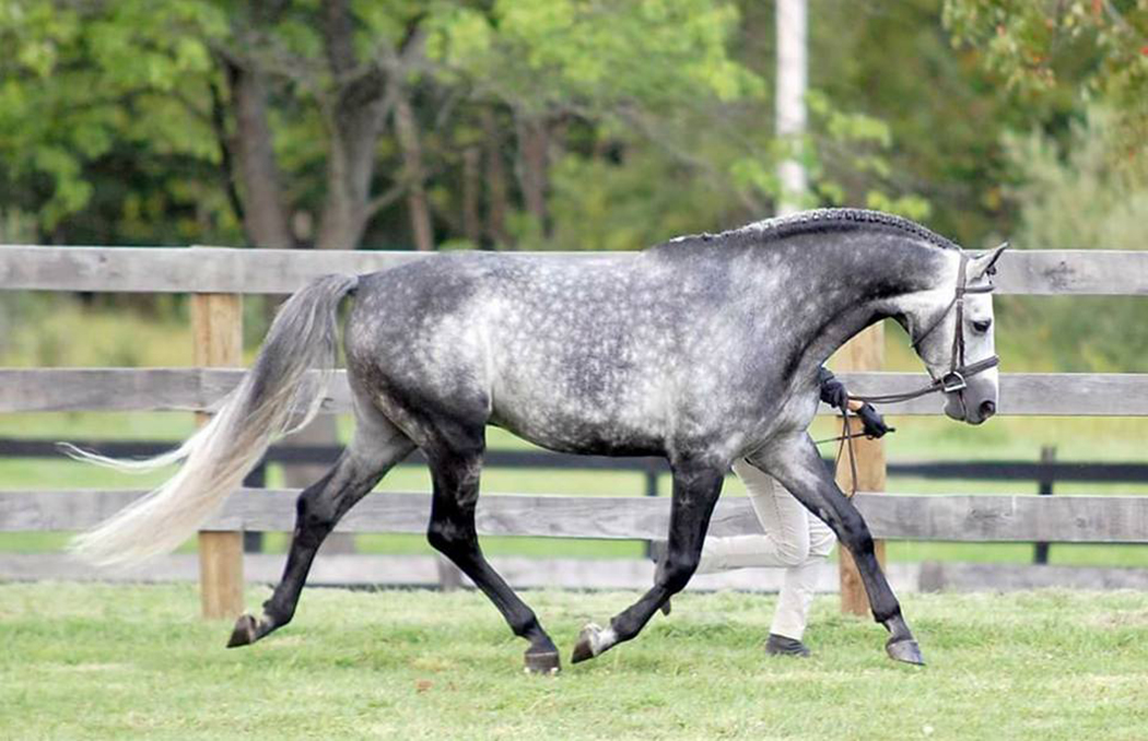 Trademark the horse trotting in a paddock