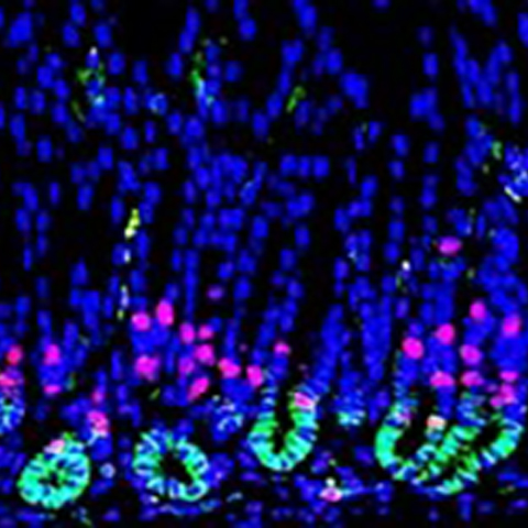 Stem Cell Biology