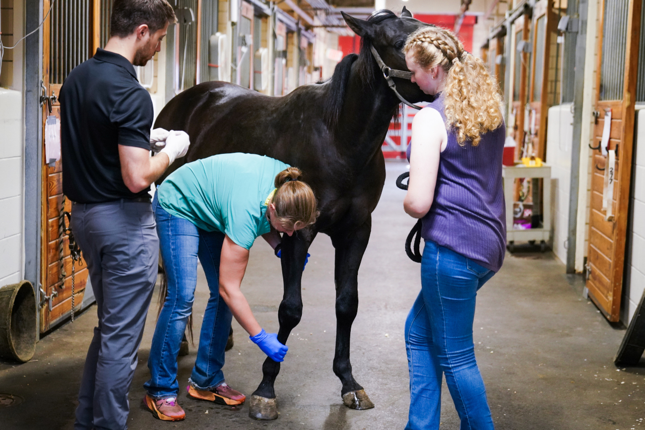Students and veterinarians examining an horse