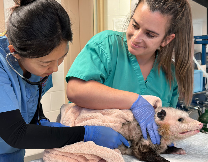 student with a possum