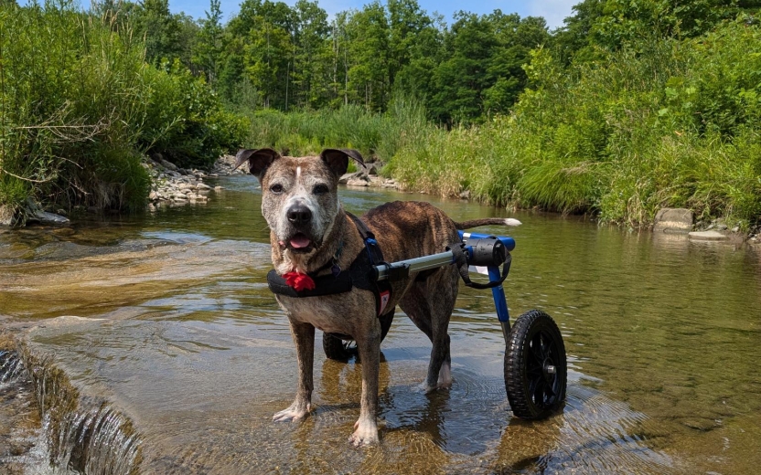 A striped dog with a white face attached to a harness with two wheels. 