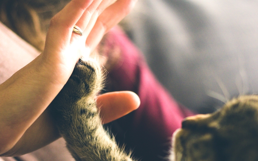 Close-up of a person giving a high-five to a cat, with their hand and the cat’s paw touching