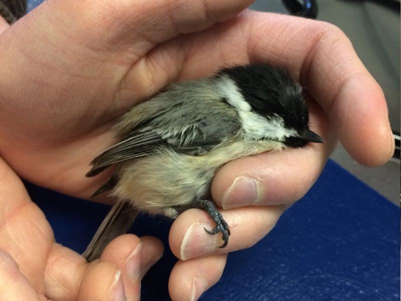 A chickadee being examined after it flew into a window. 