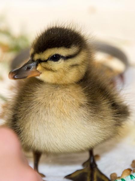 An orphaned mallard duckling. 