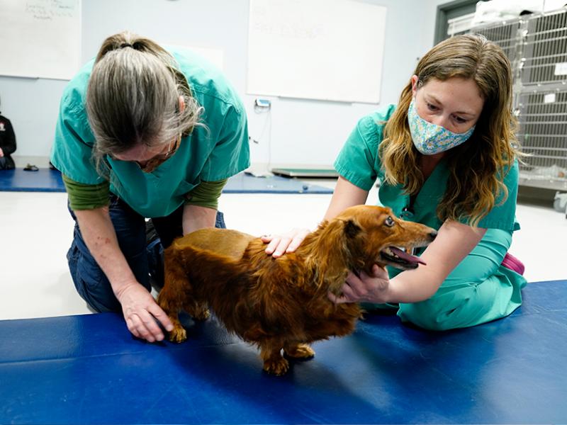 Neurologist and licensed veterinary technician perform an exam