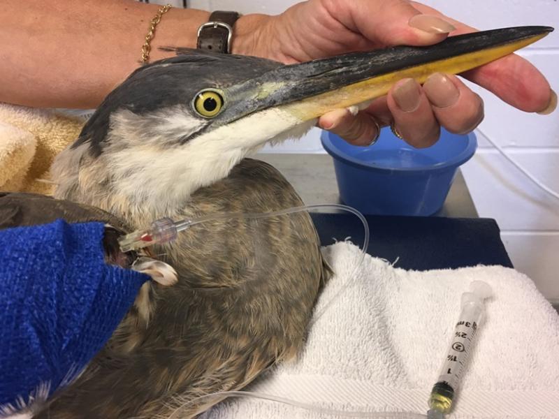 A very ill great blue heron receiving life-saving treatment. 