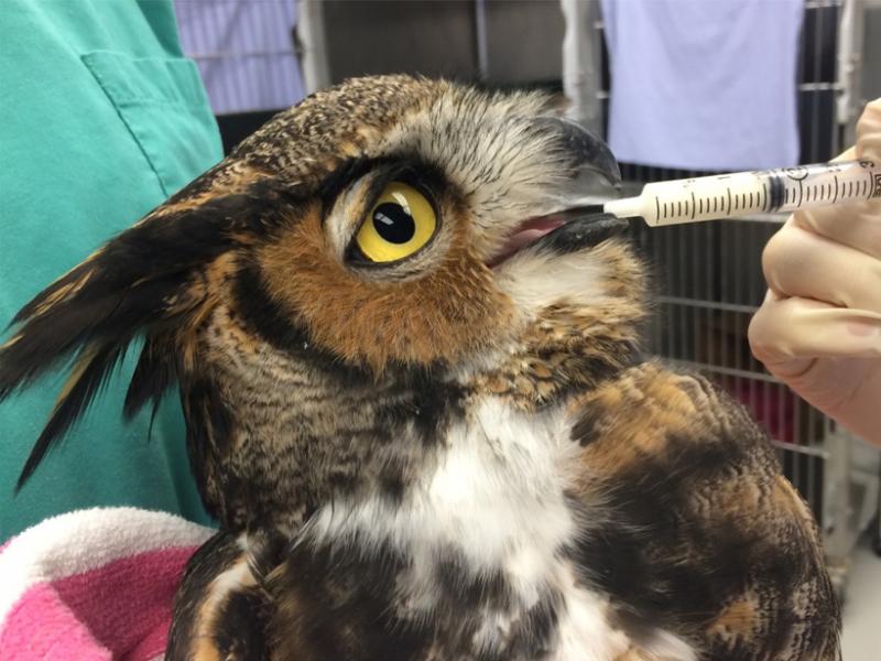 A great horned owl receiving oral medication. 