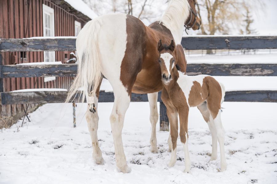 Moe and her foal Tigger stand in the freshly fallen snow at the Cornell Equine Park.
