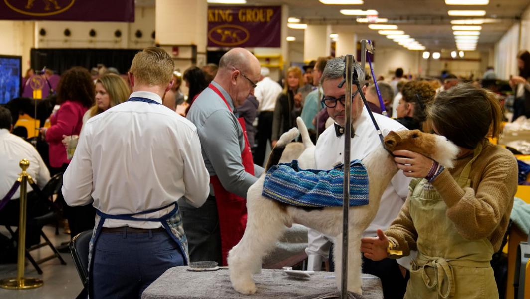 A terrier is groomed in the preparation area at Madison Square Garden