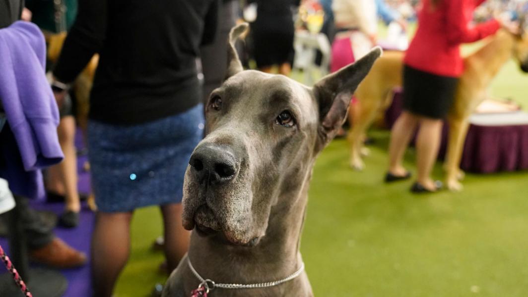 A close up shot of a great dane's face
