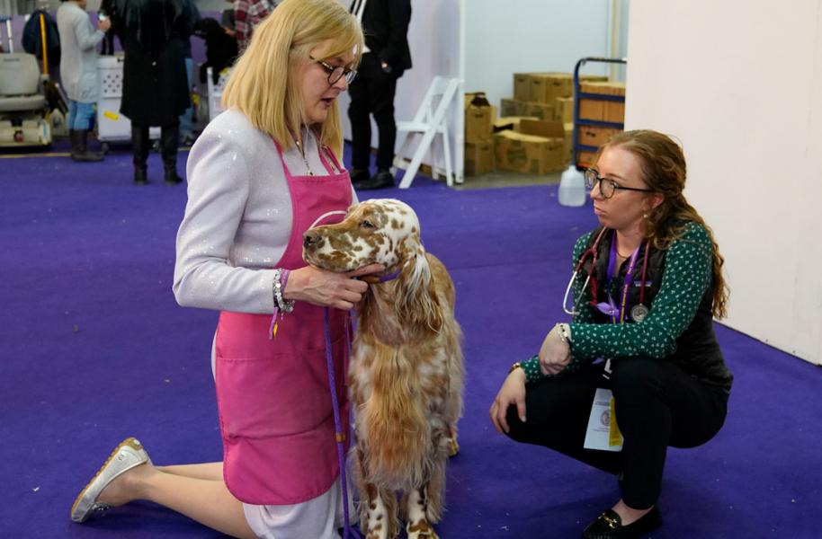 A student crouches next to an English setter and its owner at Westminster