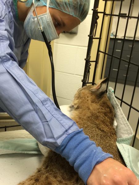 An adult female bobcat recovering from surgery.