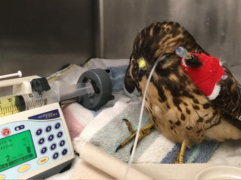 A broadwing hawk receiving treatment for severe head trauma.