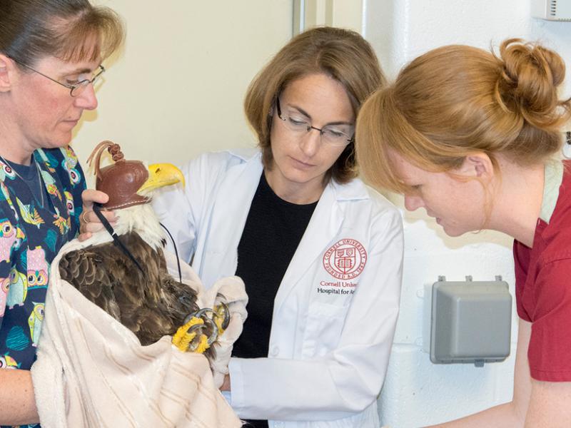 An adult bald eagle receives an examination. 