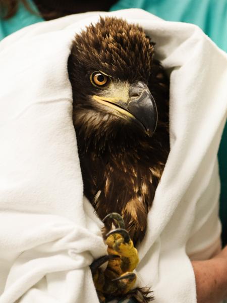 A juvenile bald eagle ready to receive treatments for lead toxicity. 
