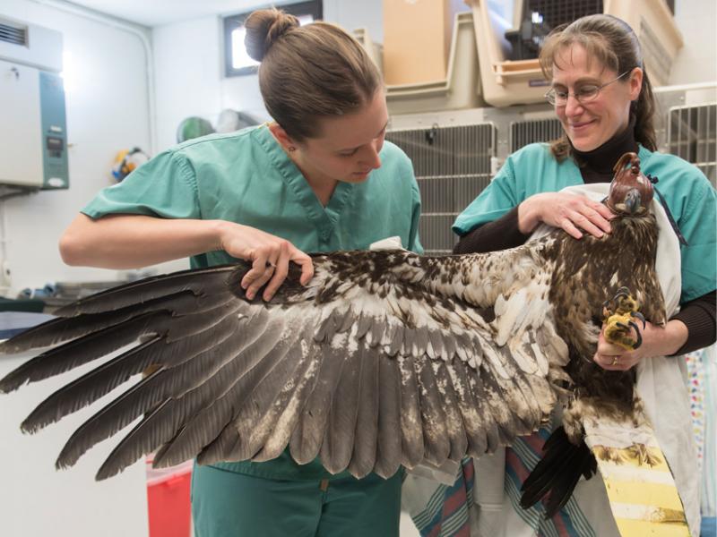 A thorough wing examination on a juvenile bald eagle. 