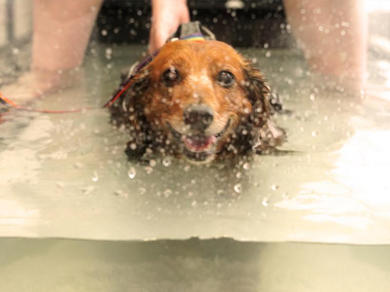 dog in the underwater treadmill