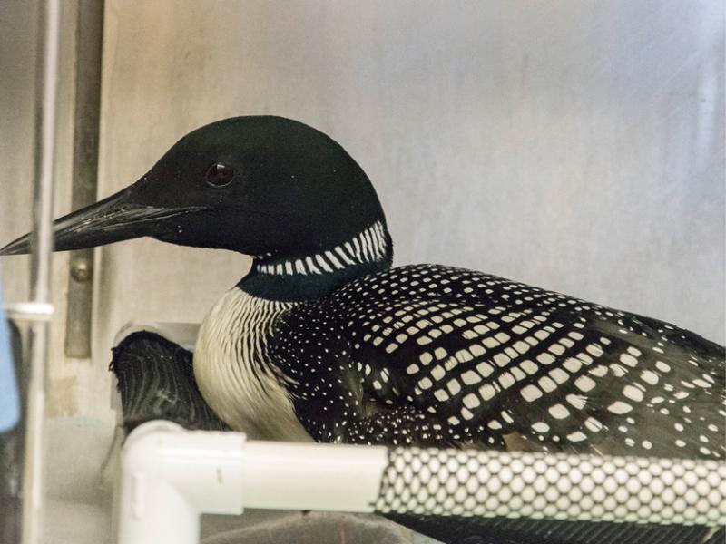 An adult loon that had ingested a fish hook. 
