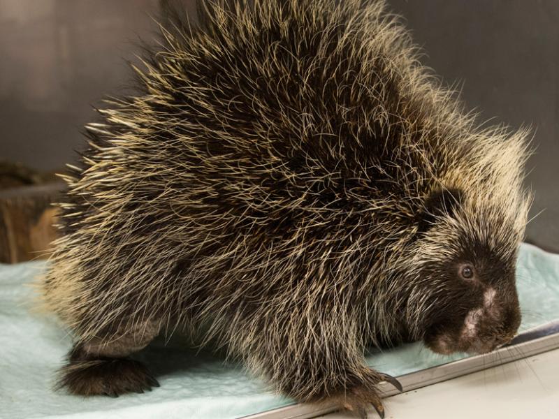 An adult male porcupine with numerous wounds after an attack by a predator. 