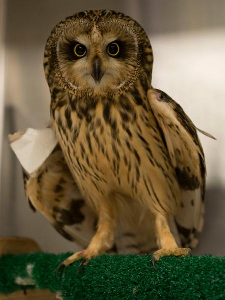A short-eared owl recovering from repair of a wing fracture. 